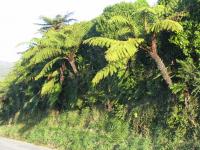 Albums/20060200-New Zealand 2006/20060205-Greymouth_Punakaiki/2